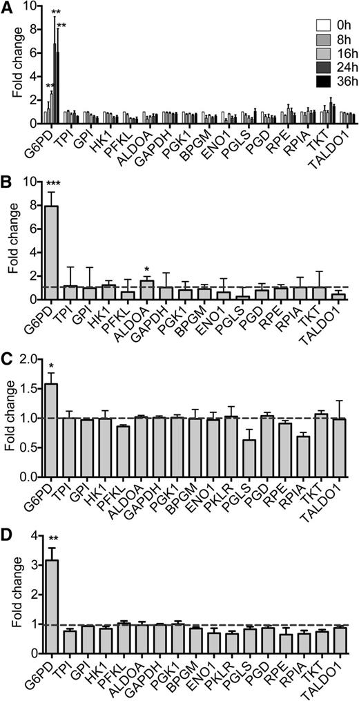 Figure 1. mRNA expression of GPPP genes in response to HDACi. (A) GPPP mRNA levels in response to NaBu as assessed by qRT-PCR. (A) WT (ie, non-G6PD–deficient) B-cell line was treated with 3 mM NaBu. Data are normalized to t = 0 levels (n = 3). HK1, GPI, PFKL, ALDOA, TPI, GAPDH, PGK1, PGAM, ENO1, PK, and BPGM are part of the glycolytic pathway, and G6PD, PGLS, PGD, RPE, TKT, and TALDO1 are part of the pentose phosphate pathway. (B) GPPP mRNA expression extracted from the GSE15735 data set. CD4+ T cells were treated with 100 ng/mL trichostatin (TSA) and 2 mM NaBu for 12 hours (n = 3). (C) mRNA levels of GPPP genes as assessed by GEP analysis of day 5 CB CD34+-derived proerythroblasts after 6-hour treatment with 1 mM NaBu (n = 3). (D) mRNA levels of GPPP genes in CB CD34+-generated erythroblasts after NaBu treatment for 48 hours. *P < .05; **P < .01; ***P < .001.
