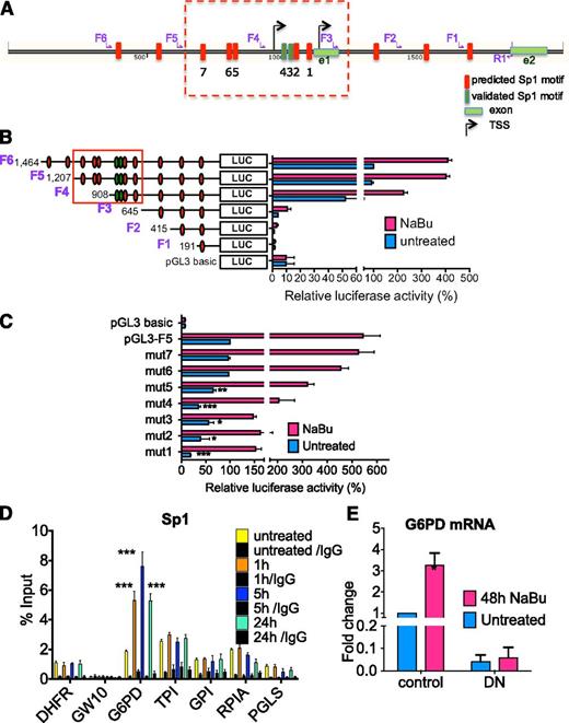 Figure 4. Sp1-dependent increase in G6PD transcription in response to HDACi. (A) Schematic of the G6PD promoter drawn to scale. Vertical boxes represent Sp1 motifs; predicted motifs are shown in red; two previously validated Sp1 binding sites (Motifs 3 and 4) are shown in dark green. The Sp1 motifs that are included in the 562-bp promoter region, also boxed in Figure 4B, are numbered 1 through 7. R1 is the reverse primer and F1 through F6 are the forward primers used to generate promoter fragments F1 through F6 shown in (B). There are 2 transcription start sites (TSS). NEMO, a gene whose promoter overlaps with that of G6PD is not shown. (B) Transcriptional activity of G6PD promoter assessed by luciferase (Luc) reporter assays. Luciferase activity was measured at baseline and upon 3 mM NaBu treatment of 24 hours. Activity is normalized against promoterless pGL3 basic and is shown relative to the baseline levels of the longest promoter fragment, F6 (n = 3). (C) Luciferase reporter assays conducted as in (B), using G6PD promoter constructs containing mutated putative Sp1 binding sites as shown, at baseline and upon 3 mM NaBu treatment for 24 hours. Mean ± standard error of the mean (SEM); n = 3. One-way ANOVA was used to compare pGL3-F5 to the mutated construct activities. (D) Sp1 binding in the GPPP gene promoters assessed by ChIP-RQ-PCR in a WT B-cell line. DHFR was used as a positive control for Sp1 binding. Data are shown as mean ± SEM for 3 independent experiments. Paired Student t test was performed to compare untreated vs 5-hour and 24-hour treatment with NaBu (n = 3). (E) The effect of a dominant negative (DN) form of Sp1 on G6PD transcription. In all, 293 T cells were transfected either with a plasmid containing a complementary DNA (cDNA) encoding a DN form of Sp1 or with a no-insert control plasmid. G6PD mRNA levels were assessed 48 hours later by qRT-PCR (n = 3).