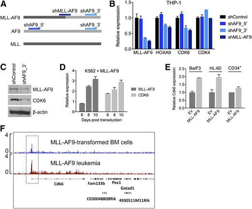 Figure 4. Transcriptional activation of CDK6 by MLL-AF9. (A) Schematic of the regions in MLL-AF9 and AF9 targeted by the shRNAs used in panels B and C. (B) Expression of HOXA9, CDK6, and CDK4 mRNA in THP-1 cells after MLL-AF9 suppression. (C) Expression of CDK6 protein in THP-1 cells after MLL-AF9 suppression. (D) Expression over time of MLL-AF9 and CDK6 in K562 cells transduced with MLL-AF9. (E) Expression of CDK6 in HL-60 cells, normal human CD34pos cells, and murine Ba/F3 cells transduced with MLL-AF9. (F) ChIP-seq analysis identifying Cdk6 as direct MLL-AF9 target gene in mouse BM cells transformed with MLL-AF9. The top track is derived from cells before injection into recipient mice; the bottom track is derived from a fully developed mouse leukemia.