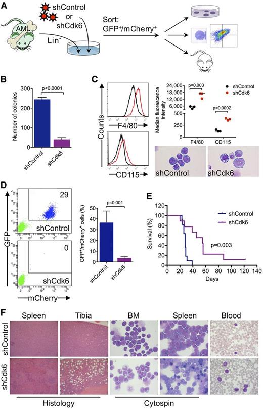 Figure 6. Requirement for Cdk6 in MLL-AF9–driven murine AML. (A) Schematic of in vivo and ex vivo experiments. (B) Effects of Cdk6 suppression in methylcellulose cultures of sorted GFPpos/mCherrypos leukemic cells from mice with secondary MLL-AF9–induced AML. (C) Effects of Cdk6 suppression on myeloid differentiation of leukemic cells from mice with secondary MLL-AF9–induced AML. Original magnification of cytospin preparations, ×1000. (D) Flow cytometric quantification of GFP and mCherry expression after 4 weeks in the blood of tertiary recipient mice transplanted with Cdk6 knockdown cells or control cells. Shown are representative plots from 2 mice (left) and the percentage of GFPpos/mCherrypos cells from all mice (right; shCdk6, n = 13; shControl, n = 8). (E) Survival of tertiary recipient mice transplanted with Cdk6 knockdown cells or control cells (shCdk6, n = 9; shControl, n = 11). (F) Microscopic analysis of hematopoietic tissues from mice with tertiary MLL-AF9-induced AML. Shown are hematoxylin and eosin–stained tissue sections and May-Grünwald-Giemsa–stained cytospin preparations and blood smears from representative mice transplanted with Cdk6 knockdown cells or control cells. Original magnification, ×100 (spleen histology), ×200 (tibia histology), ×1000 (cytospin, blood).