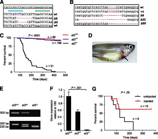Figure 1. Targeted disruption of at3 using genome editing nucleases results in adult lethality. (A) ZFN-induced deletions in somatic cells. Of 16 pooled morphologically normal embryos from 2 individual experiments, 3 of 192 sequences were identified with Δ5 (2x) and Δ9 (1x) in exon 5. The top line is the at3 reference genome sequence from an unrelated individual. The blue and green arrows indicate 5′ and 3′ ZFN-binding sites, respectively. Deletions are indicated by red dashes. (B) Sequences of ZFN-induced mutations transmitted through the germline. Red dashes and letters indicate deletions and insertions, respectively. (C) Survival curve of a total of 3 clutches derived from at3Δ90 heterozygous incrosses shows loss of homozygotes. Offspring were genotyped at 2 to 4 months of age and tracked over 1 year. The results demonstrate a highly significant difference in the survival of homozygous mutants by log-rank (Mantel-Cox) analysis (P < .0001). (D) Externally visible secondary hemorrhage in an at3Δ90 homozygous mutant is indicated by an arrow. This fish was identified while alive, anesthetized, and the image was captured using a Leica MZ16FA microscope and a Canon EOS60D camera. (E-F) RT-PCR analysis of at3Δ90 mutants demonstrates reduction of at3 expression in heterozygotes and absence of homozygous mutant mRNA. (E) Top: Total mRNA was prepared from adult fish (4 mpf) followed by qualitative RT-PCR. Bottom: Genotyping of at3Δ90 mutants. (F) Total mRNA was prepared from pooled larvae (3 dpf, n = 15 for each genotype) followed by quantitative real-time PCR. Error bars represent standard deviation and statistical significance was determined by t test. (G) at3Δ22 homozygous mutants were injected with a ubi regulated at3 cDNA expression vector and followed for 1 year.