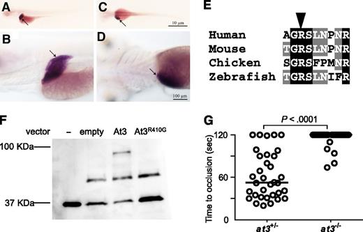 Figure 4. Conservation of zebrafish At3 expression and function. (A-D) In situ hybridization for at3 mRNA demonstrates liver-specific expression in 5 dpf larvae. Larvae were photographed with an Olympus BX-51 upright light microscope using an Olympus DP-70 digital camera. (A-B) Left lateral view at low and high magnification, respectively. (C-D) Dorsal view at low and high magnification, respectively. Arrow indicates the liver. Scale bar, 10 µm (C), 100 µm (D). In situ hybridization with a sense strand probe did not show any signal (not shown). (E) Alignment of the region flanking the AT3 P1 arginine (arrowhead). (F) Western blot analysis (using anti-human thrombin antibody) on recombinant At3 pulled down with human thrombin after expression in HEK 293 cells. Thrombin input only (−), pCDNA3.1 without insert (empty), pCDNA3.1zat3 (At3), and pCDNA3.1zat3R410G (At3R410G). The intermediate band present at ∼50 kDa is an unknown protein present in the cell lysate and recognized by the antibody, but unrelated to expression of At3. (G) Time to occlusion of larvae (3 dpf) derived from at3+/− × at3−/− progeny injected at the 1-cell stage with the zebrafish At3R410G expressing cDNA transgene regulated by the ubi promoter (at3−/−, n = 34). Horizontal bars represent the median of time to occlusion.