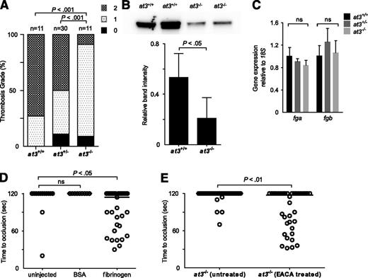 Figure 5. Evidence for fibrinogen consumption in at3 homozygous mutant larvae and adults. All data shown are from Δ90 mutants. (A) Thrombin injection of larvae derived from at3+/− incrosses at 4 dpf. Bar graph represents percentage of each thrombosis grade. Grade 0, normal flow within the PCV and dorsal aorta; grade 1, partial obstruction of flow in the PCV and dorsal aorta due to thrombus formation; grade 2, complete obstruction of flow. Statistical significance was determined by Fisher exact test. (B) Top: Western blot analysis of fibrinogen in adult plasma isolated from at3+/+ and at3−/− clutchmates. Bottom: Quantification of fibrinogen in plasma from at3+/+ and at3−/− clutchmates from 3 separate experiments, n = 4 per genotype. Error bars represent standard deviation and statistical significance was determined by a paired t test. (C) Quantitative real-time PCR demonstrates no significant difference of fga and fgb mRNA expression in at3+/+ and at3−/− clutchmates (3 dpf, n = 15 per genotype). Error bars represent standard deviation and statistical significance was determined by a paired t test. (D) Rescue of time to laser-induced occlusion by human fibrinogen injection at 3 dpf. at3−/− mutant clutchmates were injected with human fibrinogen or BSA. Uninjected (n = 13), BSA injection (n = 9), and human fibrinogen injection (n = 33). (E) Effects of EACA (100 mM) pretreatment on at3−/− larvae. Untreated (n = 34), EACA treated (n = 36). Circles represent individual larvae. Statistical significance was determined by the Mann-Whitney U test. Horizontal bars represent the median time to occlusion. BSA, bovine serum albumin; EACA, ε-aminocaproic acid; ns, nonsignificant.