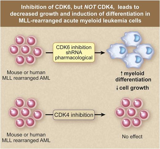 Inhibition of CDK6, but not CDK4, leads to decreased growth and induction of differentiation in MLL-rearranged AML cells. Professional illustration by Debra T. Dartez.