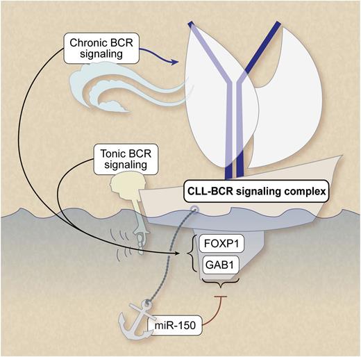 Ligand-independent (“tonic”) and ligand-dependent (“chronic”) BCR signaling play a pivotal role in CLL survival and growth. MiRNA-150 dampens the threshold for BCR signaling by repressing expression levels of GAB1 and FOXP1. Professional illustration by Debra T. Dartez.