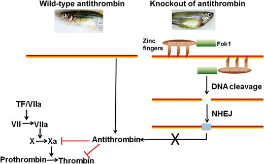 Schematic diagram showing mechanism of antithrombin knockout in zebrafish. The wild-type zebrafish and at3 knockout zebrafish are shown on top of their respective columns. Note the blood spot showing DIC in knockout fish. The straight bars represent at3. Zinc fingers are portrayed by the ovals with 3 fingers; Fok1 domains are represented by the green rectangles. The DNA-binding domains (not labeled) are located where the 3 fingers touch at3. DNA cleavage is portrayed by the gap in at3; NHEJ is denoted by the cluster of vertical lines shown within at3. A portion of the coagulation cascade (consisting of clotting factors VII, X, and their activated forms VIIa and Xa) initiated by TF and leading to the conversion of prothrombin to thrombin is shown on the left side. Thrombin and Xa are inhibited by antithrombin. The “X” depicts the lack of production of antithrombin.