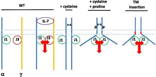 Model of ligand-independent signaling by mutant IL-7Rα: role of cysteine, proline, or transmembrane insertions. Hypothetical associations of IL-7Rα (α), γc, Jak1 (J1), Jak3 (J3), disulfide bond resulting from from cysteine insertions (S-S), proline insertions (P), and insertions in the transmembrane region (TM).