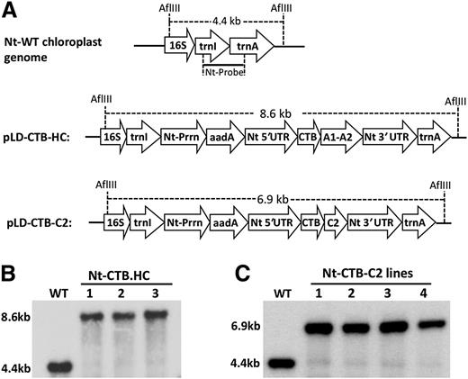 Figure 1. Chloroplast transformation vectors and integration of transgenes into the chloroplast genome. (A) Tobacco chloroplast expression vectors. Homologous chloroplast genome flanking sequences comprising 16S (16S rRNA), isoleucine tRNA (trnI), alanine tRNA (trnA) gene sequences. In both vectors, a glycine-proline-glycine-proline hinge and furin cleavage site (RRKR) is included between CTB and the FVIII domain sequence. The restriction site of AflIII and the sizes of Southern blot fragments are indicated. (B) Southern blot, tobacco CTB-HC, wild-type (WT) (untransformed), 1-3 transplastomic lines. Tobacco total genomic DNA was digested with AflIII and probed with 0.81 kb trnI/trnA flanking region fragment. (C) Southern blot, tobacco CTB-C2, WT (untransformed WT), 1-4 transplastomic lines. 3′ UTR, 3′ UTR of tobacco psbA gene; 5′ UTR, promoter and 5′ UTR of tobacco psbA gene; aadA, aminoglycoside 3′-adenylyltransferase gene to confer spectinomycin resistance; Nt, Nicotiana tabacum. Prrn, ribosomal RNA operon promoter with GGAG ribosome binding site; WT, untransformed WT.