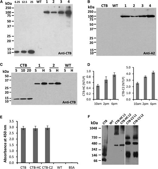 Figure 2. Characterization of CTB-HC and CTB-C2 expression in tobacco chloroplasts. (A) Detection of heavy chain fusion protein probed with the CTB antibody. CTB standard, 6.25, 12.5, and 25 ng. Lanes 1 to 4 indicate transplastomic lines. Five micrograms total protein of homogenate fraction per lane was loaded. (B) Detection of heavy chain probed with the A2 antibody. CTB, 25 ng. 1-4, transplastomic lines. Five micrograms total protein of homogenate fraction per lane was loaded. (C) Detection of C2 fusion protein probed with the CTB antibody. CTB standard, 5, 10, and 20 ng. Two micrograms total protein of supernatant or homogenate fraction per lane was loaded. (D) Quantitation of CTB-HC and CTB-C2 expression in tobacco chloroplasts. Proteins were extracted from mature leaves at different time points on the same day. TLP, total leaf protein. (E) Ganglioside GM1 ELISA binding assay. CTB standard (0.1 ng), tobacco CTB-HC (5 µg); tobacco CTB-C2 (1 µg); untransformed tobacco WT (5 µg); BSA, bovine serum albumin (5 µg). (F) Blue native gel electrophoresis and western blot analysis to evaluate pentamer assembly. Pentamer sizes: CTB, 57.5 kDa; CTB-C2: 155 kDa; CTB-HC, 490 kDa. Samples loaded: CTB standard, 100 ng; WT, 40 µg; CTB-HC, 40 µg; CTB-C2, 10 µg. A vertical line is inserted between CTB-HC and CTB-C2 lanes to separate these 2 different blots. H, homogenate fraction; S, supernatant fraction; WT, untransformed WT.