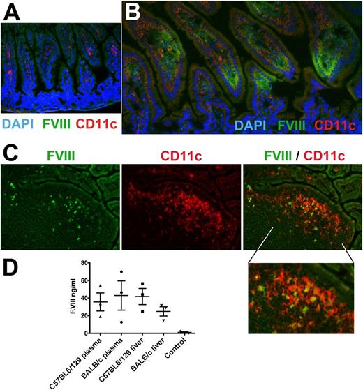 Figure 7. Delivery of FVIII antigen to the GALT and into circulation. (A-C) Immunostains (original magnification, ×200) of ileum cryosections from unfed (A, negative control) or CTB-C2-fed (B, lamina propria; C, Peyer’s patch) BALB/c mice with hemophilia A. Stains are for C2 domain of FVIII (green), CD11c (red), and nuclei (DAPI; blue). (D) Human FVIII antigen levels were measured in plasma or liver protein extract of the CTB-HC-fed C57BL6/129 and BALB/c mice with hemophilia A and WT-fed control mice of the same strain, using HC-specific ELISA. All data are shown for individual mice and as averages ± SEM.