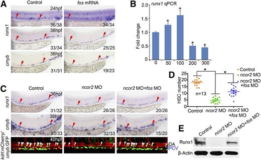 Figure 3. fos acts downstream of ncor2 to regulate HSC development. (A) The expression level of runx1 and cmyb in embryos injected with fos mRNA at 24 and 36 hpf. (B) qPCR analysis of runx1 expression within embryos injected with a series of doses of fos mRNA (mean ± SD, n = 3, *P < .05). (C) WISH result showed the expression level of runx1 or cmyb in the AGM region at 36 hpf (top and middle panels). The HSCs number in the control, ncor2 MO injected, ncor2 and fos MOs coinjected embryos at 40 hpf, within the kdrl:mCherry/cmyb:GFP line (bottom panel). White arrows indicate HSCs in the AGM region. (D) The quantification of kdrl+/cmyb+ HSCs shown in (C) (mean ± SEM, n = 13, *P < .05). (E) Western blot demonstrated protein level of Runx1 in the control, ncor2 MO injected, ncor2 and fos MOs coinjected embryos at 36 hpf.
