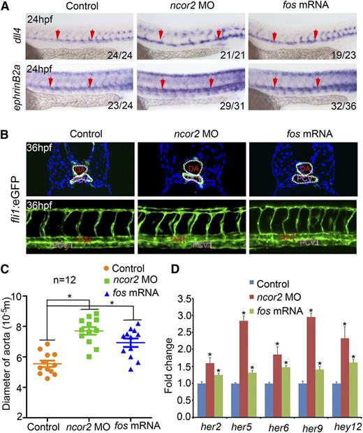 Figure 4. Arterial identity and Notch signal are enhanced in ncor2 morphants and fos overexpressed embryos. (A) The expression pattern of dll4 and ephrinB2a in the control, ncor2 morphants, and fos-overexpressed embryos at 24 hpf. (B) Cryosectioning and confocal imaging revealed the enlarged artery in ncor2 morphants and fos-overexpressed embryos at 36 hpf, compared with the controls. (C) The quantification of the diameter of the dorsal aorta shown in (B) (mean ± SEM, n = 12, *P < .05). (D) qPCR result demonstrated Notch targets her2, her5, her6, her9, and hey12 were increased in ncor2 morphants and fos-overexpressed embryos at 24 hpf. (mean ± SD, n = 3, *P < .05).
