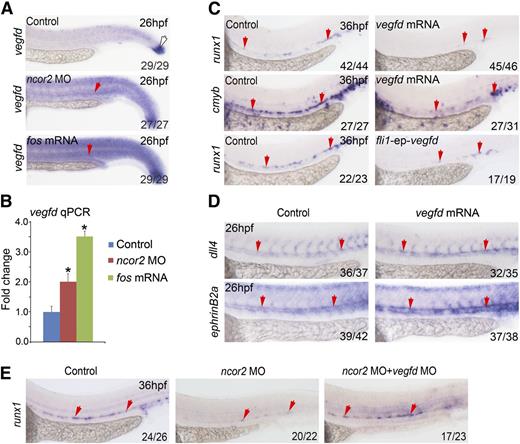 Figure 5. vegfd functions downstream of nocr2 and fos to repress HSC emergence. (A) The expression pattern of vegfd in the control, ncor2 morphants, and fos overexpressed embryos at 26 hpf. Red arrows mark the AGM region, whereas white arrow marks the tail bud. (B) qPCR result showed the expression level of vegfd in the control, ncor2 morphants, and fos-overexpressed embryos at 26 hpf (mean ± SD, n = 3, *P < .05). (C) The expression pattern of runx1 and cmyb in the control and vegfd-overexpressed embryos at 36 hpf (top and middle panels). The expression level of runx1 in the control or embryos coinjected with the fli1-ep-vegfd-gfp plasmid and tol2 mRNA (bottom panel). (D) The expression pattern of dll4 and ephrinB2a in the control and vegfd-overexpressed embryos. (E) Knocking down vegfd could partially rescue the decrease of runx1 in ncor2 morphants.