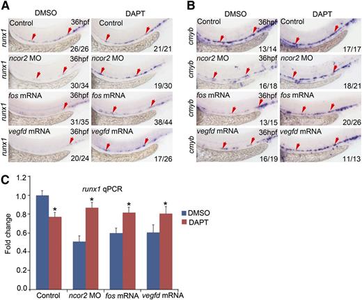 Figure 6. Inhibition of Notch signal can partially rescue the decrease of HSCs in ncor2 morphants and vegfd-overexpressed embryos. (A) The expression pattern of runx1 in the control, ncor2 morphants, fos-overexpressed embryos, and vegfd-overexpressed embryos at 36 hpf, which were treated with DMSO or with a γ-secretase inhibitor DAPT from 24 to 36 hpf. (B) The expression pattern of cmyb in the control, ncor2 morphants, fos-overexpressed embryos, and vegfd-overexpressed embryos at 36 hpf, which were treated with DMSO or with DAPT from 24 to 36 hpf. (C) qPCR result showing the expression level of runx1 in the control, ncor2 morphants, fos-overexpressed embryos, and vegfd-overexpressed embryos at 36 hpf, which were treated with DMSO or with DAPT from 24 to 36 hpf (mean ± SD, n = 3, *P < .05).