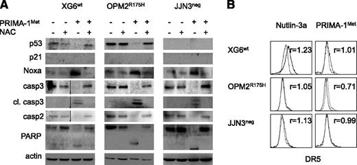 Figure 2. PRIMA-1Met did not increase expression of the p53 target genes p21 and DR5 but did increase the expression of Noxa. (A) PRIMA-1Met did not induce the expression of the p53 target gene p21. XG6 (TP53wt), OPM2 (TP53R175H), and JJN3 (TP53neg) cells were treated overnight with 35 μM PRIMA-1Met, with or without 5 mM NAC. Protein expression was assessed using western blotting. (B) PRIMA-1Met did not increase the expression of the p53 target gene DR5. Cells, treated as described in the legend of Figure 2A, were strained with control-PE immunoglobulin or anti-DR5-PE mAbs, and fluorescence was analyzed on a FACsCalibur. The ratio of fluorescence was determined by dividing the specific fluorescence mean by the control fluorescence mean. Control staining of untreated and treated cells was identical and is not represented in the figure. The data represent 1 experiment out of 3.
