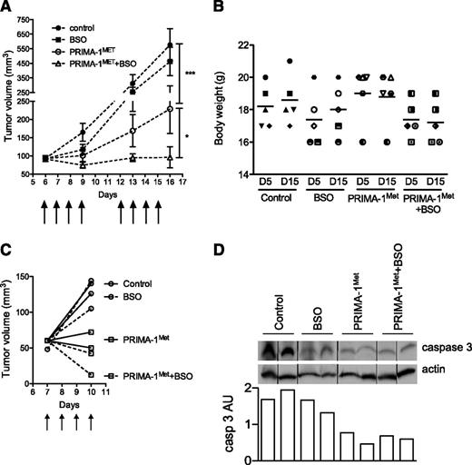 Figure 6. PRIMA-1Met synergized with BSO in vivo. (A) PRIMA-1Met and PRIMA-1Met+BSO treatment inhibited in vivo tumor growth. Seven-week-old female SCID-beige mice were subcutaneously injected with 10 × 106 JJN3 cells. After 6 days, 20 mice bearing similar tumor loads were selected and randomly divided into 4 groups receiving no treatment (control), 18 mg/kg PRIMA-1MET (intravenous injection), 10 mM BSO (drinking water), or 18 mg/kg PRIMA-1MET and 10 mM BSO. Treatment was performed daily for 4 days, stopped, and then resumed for 4 additional days. Mice were killed the day after the final treatment (day 15). The tumor volume was assessed at days 6, 9, 13, and 16. *P < .05; ***P < .001. (B) PRIMA-1Met and PRIMA-1Met+BSO did not significantly alter body weight. The figure represents the body weights assessed at days 5 and 15 for each mouse (1 symbol per mouse). (C-D) PRIMA-1Met and PRIMA-1Met + BSO treatment increased caspase 3 activity. Eight mice were subcutaneously injected with 10 × 106 JJN3 cells. After 7 days, mice received no treatment (control), 18 mg/kg PRIMA-1MET (intravenous injection), 10 mM BSO (drinking water), or 18 mg/kg PRIMA-1MET and 10 mM BSO over the course of 4 days. Mice were killed 4 hours after the last treatment, and tumors were disrupted with a dounce homogenizer in 0.4% Triton X-100. Expression of proteins was analyzed by western blotting. Expression of procaspase 3 (arbitrary unit) was normalized, using actin expression.
