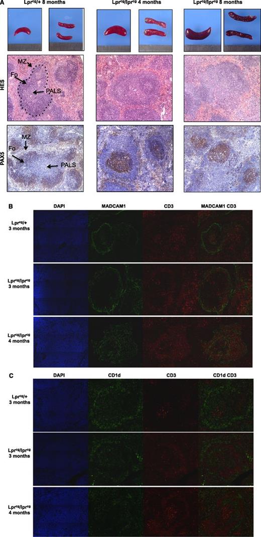 Figure 7. Age-related structural changes in spleen of lpr mice. (A) Spleen sections of the indicated mice (upper row), HES staining (middle row), and immunohistochemical analysis with anti-PAX5 antibody (lower row). Fo: B-cell follicles. The location of the marginal sinus is indicated by the dashed black line. (B) Spleen sections from the indicated mice stained with DAPI (blue), anti-MAdCAM-1 (green), and anti-CD3 antibody (red). The MAdCAM-1(+) cells delineate the marginal sinus and reveal age-dependent extension of this meshwork, which is filled with CD3+ cells in homozygous lprcg mice. (C) Spleen sections from the indicated mice stained with DAPI (blue), anti-CD1d (green), and anti-CD3 antibody (red). CD1d identifies MZ B cells.