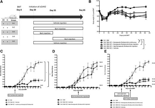Figure 2. Time-dependent administration of bortezomib produces differential scleroderma GVHD responses. Irradiated (8 Gy) BALB/c recipient mice were transplanted with bone marrow cells with or without spleen cells from donor B10.D2 mice. (A) Bortezomib or vehicle administration schema during cGVHD pathogenesis. (B) Body weight changes among different bortezomib regimen groups. (C) Comparison between early therapeutic bortezomib treatments vs vehicle control groups. (D) Comparison between vehicle control groups vs delayed bortezomib treatment groups. (E) Comparison between continuous therapeutic bortezomib treatments vs intermittent therapeutic bortezomib treatment groups. All the groups were tested simultaneously and repeated twice with 8 mice per group. Bortezomib was given at a dose of 0.1 mg/kg for all the groups except bone marrow only and vehicle control groups. The data are shown as mean ± SEM and were analyzed by 2-way ANOVA with a Tukey post hoc test to compare between groups. *P < .05 and ***P < .001 were considered significant.
