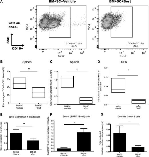 Figure 3. B-cell population decreases after bortezomib treatment. Irradiated BALB/c mice transplanted with bone marrow and spleen cells were injected with either bortezomib (0.1 mg/kg) or vehicle control starting at day 20. (A) Spleen cells were collected at day 55 and stained for CD45+CD19+ populations. (B-C) Data showing B-cell populations as percentage and total numbers from spleen. (D) Total numbers of CD45+CD19+MHC II+ B-cell populations in the skin samples harvested on day 55. (E) reverse transcriptase-polymerase chain reaction results detecting BAFF gene expression levels from skin samples collected at day 55. (F) Serum BAFF levels were detected by enzyme-linked immunosorbent assay and calculated as log (BAFF/B cell) ratio. (G) Total numbers of CD45+B220+PNA+ germinal center B cells in the spleen. All the data were collected from 2 independent experiments with 8 mice per group. The data are shown as mean ± SEM and analyzed by Student t test to compare between individual groups. *P < .05 and **P < .01 were considered significant.
