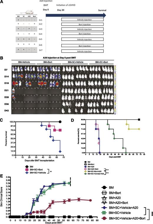 Figure 5. Bortezomib administration allows for maintenance of GVT effects while decreasing cGVHD skin lesions in A20 tumor models. Irradiated BALB/c mice were transplanted with bone marrow cells with or without spleen cells at day 0. Six hours later, A20 luciferase-transfected lymphoma cells (1 × 106) were injected through the tail vein into the indicated groups. Bortezomib was administered at day 20 and every 5 days thereafter. (A) Timeline schema for different conditions among groups. (B) Bioluminescent images were acquired to monitor tumor burdens. (C) Survival curves from experimentally treated groups in the cGVHD model. (D) Survival curves from different groups challenged by A20 tumor cell lines at day 0. (E) Skin clinical scores were evaluated twice a week. Data were collected from 1 experiment with 8 mice per group. The data are shown as mean ± SEM and analyzed by 2-way ANOVA with a Tukey post hoc test to compare between individual groups. Survival data were plotted by the Kaplan-Meier method and analyzed by the log-rank test. **P < .01, ***P < .001, and ****P < .0001 were considered significant.