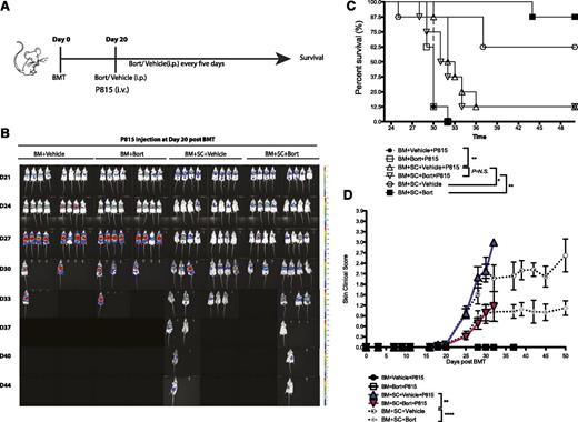 Figure 6. Bortezomib administration allows for maintenance of GVT effects while decreasing cGVHD skin lesions in P815 tumor models. Irradiated BALB/c mice were transplanted with bone marrow cells with or without spleen cells at day 0. P815-luciferase-transfected mastocytoma cells (6 × 105) were injected through the tail vein into the indicated groups at day 20 when bortezomib treatment was initiated. (A) Timeline schema for different conditions among groups. (B) Bioluminescent images were acquired to monitor tumor burdens. (C) Survival curves from experimentally treated groups. (D) Skin clinical scores were evaluated twice a week. Data were collected from 1 experiment with 8 mice per group. The data are shown as mean ± SEM and analyzed by 2-way ANOVA with a Tukey post hoc test to compare between individual groups. Survival data were plotted by the Kaplan-Meier method and analyzed by the log-rank test. **P < .01, ***P < .001, and ****P < .0001 were considered significant.