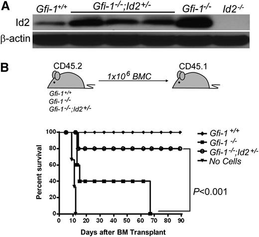 Figure 1. STRC activity failure in Gfi-1−/− BMCs is rescued by Id2 reduction. (A) Western blot analysis showing heterozygosity at the Id2 locus results in reduced expression of Id2 protein levels in Gfi-1−/− mice. β-actin was used to demonstrate equal loading of protein. (B) STRC activity failure of Gfi-1−/− BMCs is rescued by reducing Id2 levels. Schematic representation of transplantation experiment (top). Survival of transplant recipients by 90 days (bottom). Recipient mice were lethally irradiated with 9.5 Gy then transplanted with 1 × 106 BMCs of the indicated genotype (n = 5 for each group except “no cells,” where n = 3).