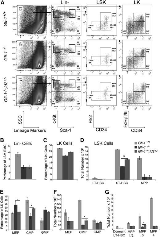 Figure 2. Gfi-1−/− ST-HSCs and CMPs are partially rescued by reducing Id2 levels. (A) Flow cytometric analyses of Lin−/Sca-1+/c-Kit+ (LSK) and Lin−/Sca-1−/c-Kit+ (LK) BMCs for HSPCs. Representative flow cytometry plots indicating LT-HSCs, ST-HSCs, and MPPs in LSK identified by Flk2 and CD34 cell-surface markers and CMPs, MEPs, and GMPs in LK identified by FcRγII/III and CD34. (B) Bar graph showing the percentage of Lin− cells in light-density separation medium (LSM)-purified BMCs harvested from 2 femurs and 2 tibias of each mouse. The data are presented as the mean % ± standard deviation (SD). The percentages of Lin− cells are reduced in Gfi-1−/− mice compared with control mice. (C) Bar graphs showing the percentage of LK cells in Lin− BMC population. The data are presented as the mean % ± SD. (D) Total number of LT-HSCs, ST-HSCs, and MPPs in BMCs, which were obtained by multiplying the percentage Lin− and LSK cells in BMCs, the percentage of each subpopulation identified by Flk2 and CD34, and the total cellularity of 2 femurs and 2 tibias. The data are presented as the mean ± SD. *P < .05 for Gfi-1−/− compared with Gfi-1−/−;Id2+/− ST-HSCs. (E) Bar graph showing the percentage of CMPs, MEPs, and GMPs in LK population. Data are presented as the mean % ± SD. (F) Total number of CMPs, MEPs, and GMPs in BMCs, which were obtained by multiplying the percentage of Lin− and LK cells, the percentage of each subpopulation identified by FcR and CD34, and the total cellularity of 2 femurs and 2 tibias. Data are presented as the mean ± SD. (G) Bar graph showing total numbers of LT-HSC, MPP-1/2, MPP-3, and MPP-4 subpopulations, which were obtained by multiplying the percentages of Lin− and LSK cells in BMCs, the percentage of Flk2-positive or negative cells, the percentage of each subpopulation identified by CD150 and CD34, and the total cellularity of 2 femurs and 2 tibias. The graphs show data combined from 3 individual immunophenotypic analyses. The data are presented as the mean ± SD. *P < .05 for Gfi-1−/− compared with Gfi-1−/−;Id2+/− for MPP-3.