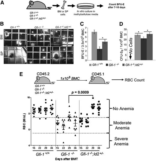 Figure 4. Reducing Id2 levels rescues impaired erythroid development of Gfi-1 knockout BM in vitro and in vivo. (A) Schematic representation of the BFU-E colony assay. A total of 5 × 104 BMC or 7.5 × 104 spleen cells were cultured in MethoCult to enumerate BFU-E for 7 to 10 days. Colonies were stained with benzidine as described in “Methods.” (B) Representative photomicrographs (original magnification ×40) of BFU-Es from BMCs and large CFU-mix (1.5-2 mm) from stem progenitor cells. Benzidine-stained colonies were identifiable by the dark brown/black color of the colonies. Grid on culture dish is 2 mm × 2 mm. (C) Bar graph showing total number of the stained BFU-E colonies per plate, which can be directly compared because BM cellularity is equivalent between mice. Large colonies showing typical BFU-E shape that were first identified as red hemoglobinized colonies and then confirmed by benzidine staining were enumerated. These data were obtained by counting triplicate samples and are representative of 3 independent experiments. The data are presented as the mean ± SD. *P < .05 for Gfi-1−/− compared with Gfi-1−/−;Id2+/− BFU-E. (D) Bar graph showing total number of CFU-S8 counted in the spleens of recipient mice. The majority of CFU-S8 are erythroid-committed early progenitors. The data were obtained by counting triplicate spleens and are representative of 2 separate experiments. The data are presented as mean ± SD. *P < .05 for Gfi-1+/+ compared with Gfi-1−/−, and Gfi-1−/− compared with Gfi-1−/−;Id2+/− CFU-S8. (E) Schematic presentation of transplantation experiment (top). RBC counts in the peripheral blood of individual recipients measured 15, 22, 29, and 36 days after BMT (bottom). Column scatterplot showing RBC numbers in recipient mice (n = 10 per group). Data are representative of 2 separate experiments. SP, stem progenitor.