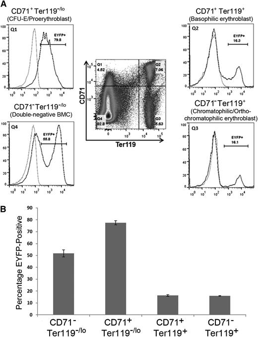 Figure 6. Expression of Id2 is upregulated in CFU-E and proerythroblast stages. (A) Dynamic changes of EYFP expression levels during the development of erythroid progenitors. BMCs expressing EYFP under control of the Id2 promoter (Id2-EYFP) were evaluated for CD71 and Ter119 expression by flow cytometry (middle). The expression of Id2-EYFP was evaluated in CD71+/Ter119−/lo CFU-E/proerythroblasts (upper left) in CD71+/Ter119+ basophilic erythroblasts (upper right) and in /CD71−/Ter119+ chromatophilic/orthochromatophilic erythroblasts (lower right). Id2-EYFP mice (black line) cells and control mice (gray line) for each histogram are compared. (B) Bar graph represents the percentage of Id2-EYFP–positive cells ± SD found in each stage of erythroid progenitor development from 3 mice. The data are representative of 3 independent experiments.