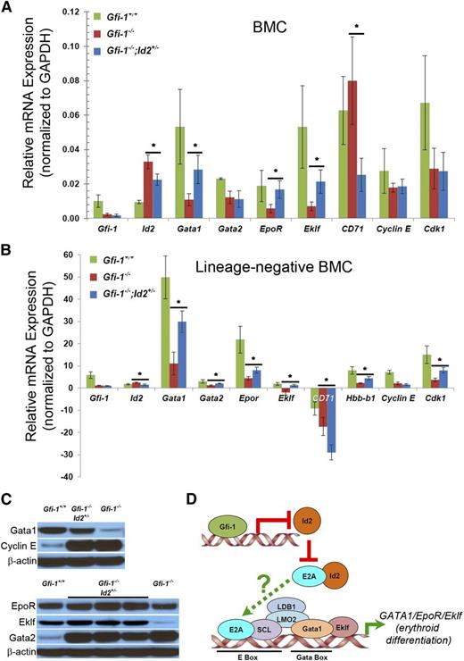 Figure 7. Id2 reduction increases Gata1, EpoR, Hbb-b1, Eklf, and CD71 expression levels in Gfi-1−/− mice. RNA was purified from (A) whole BMCs and (B) purified Lin− BM progenitors from the indicated mice to determine the expression of genes that regulate erythroid development and cell-cycle genes by real-time qRT-PCR. TaqMan primers were used to determine the expression of each of the indicated genes. Expression levels are reported relative Gapdh expression in mouse BMCs. *P < .05. (C) Western blot analysis of Gata1, Gata2, EpoR, Eklf, and Cyclin E protein levels in Gfi-1+/+, Gfi-1−/−, and Gfi-1−/−;Id2+/− BMCs. (D) Summary of potential mechanism of how Id2 reduction in the Gfi-1−/− background restores impaired erythroid development.