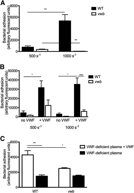 Figure 1. vWbp mediates shear-dependent adhesion of S aureus to VWF. (A) Microparallel flow chamber perfusion over coated VWF (50 μg/mL) with fluorescently labeled wild-type (WT) and vwb strains at shear rates of 500 seconds−1 and 1000 seconds−1 in medium (n ≥ 6). (B) Perfusion over coated collagen with WT and vwb strains at 500 seconds−1 or 1000 seconds−1. VWF (60 μg/mL) was present in the medium where indicated (n ≥ 4). (C) Perfusion over coated collagen with WT or vwb strains in the presence of VWF-deficient plasma at 1000 seconds−1. VWF (60 μg/mL) was added where indicated (n ≥ 4). All results are expressed as mean ± SEM. *P < .05, **P < .01, ***P < .001.
