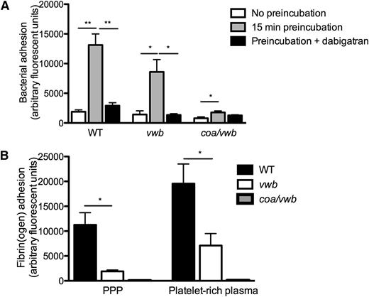 Figure 2. Coagulase activity increases S aureus adhesion to collagen under shear stress. (A) Microparallel flow chamber perfusion over coated collagen with fluorescently labeled WT, vwb, and coa/vwb strains in plasma with or without preincubation (37°C for 15 minutes) at 1000 seconds−1. The ability of bacteria to generate coagulase-mediated fibrin during the preincubation phase in plasma increases subsequent bacterial adhesion. Where indicated, dabigatran (500 nm) was added to the plasma (preincubation 37°C for 15 minutes) (n ≥ 5). (B) Perfusion over coated collagen with fluorescently labeled fibrinogen and WT, vwb, and coa/vwb strains in the presence of plasma and platelet-rich plasma (preincubation 37°C for 15 minutes) (n ≥ 4). All results are expressed as mean ± SEM. *P < .05, **P < .01, ***P < .001.