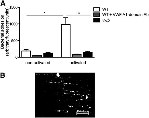 Figure 5. vWbp mediates bacterial adhesion to activated HUVECs under flow conditions. (A) Microparallel flow chamber perfusions. ECs were activated with the Ca2+-ionophore A23187 (0.1 mM) followed by a 10-minute perfusion of fluorescently labeled WT and vwb strains at a shear rate of 1000 seconds−1 in DMEM. Where indicated, the anti-A1 VWF domain antibody 6D1 (final concentration 10 μg/mL) was present. No difference was observed in the presence or absence of the anti-tPa monoclonal immunoglobulin G1 antibody. All results are expressed as mean ± SEM. *P < .05, **P < .01, n ≥ 5. (B) Image of microparallel flow chamber perfusion over activated HUVECs with WT at a shear rate of 1000 seconds−1. S aureus forms strings on VWF over a distance of >200 microns.