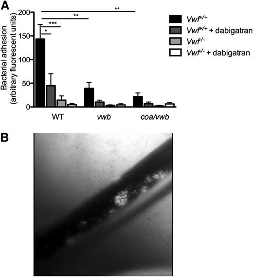 Figure 6. Bacterial adhesion to activated endothelium in vivo is VWF and vWbp -mediated. (A) In vivo venous mesenteric perfusion model with C57Bl/6-Vwf+/+ and C57Bl/6-Vwf−/− mice. A total of 5 µL of the Ca2+-ionophore A23187 (10 mM) was applied to the region of the visualized vascular bed to trigger EC activation and VWF release. A suspension of carboxy-fluorescein–labeled WT, vwb, or coa/vwb strains was injected through the jugular catheter. Where indicated, bacterial inoculation was preceded by a bolus of 50 µL of dabigatran (10 µM). All results are expressed as mean ± SEM. **P < .01, ***P < .001, n ≥ 7. (B) Image of in vivo venous mesenteric perfusion model with C57Bl/6-Vwf+/+ mice.