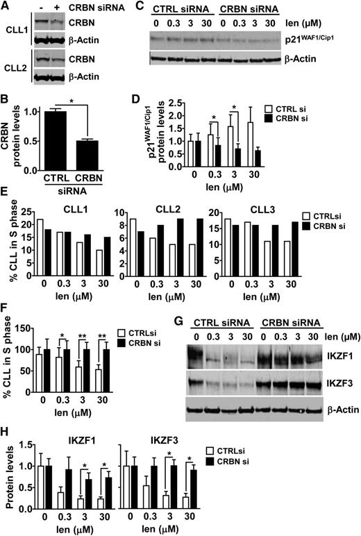 Figure 5. CRBN silencing interferes with p21, IKZF1 and IKZF3 expression, and the antiproliferative activity of lenalidomide in CLL cells. (A-B) CLL cells were transfected with CRBN siRNA or nonspecific control siRNA (CTRL) using Amaxa, and cocultured on FibroblastsCD154 with IL-4 and IL-10 for 48 hours, at which point the cells were collected and lyzed for the analysis of CRBN protein expression and β-actin by immunoblot. Data from 2 representative patients are shown in (A) and densitometry analysis quantifying the expression levels of CRBN protein in 3 transfected CLL samples is presented in (B). The expression of CRBN has been normalized to β-actin. *P < .05 (Student t test, mean ± SEM; n = 3). (C-D) CLL cells were transfected with CTRL siRNA or CRBN siRNA as above, and plated on FibroblastsCD154 for 48 hours, at which point increasing doses of lenalidomide were added to the cells. After 5 days of lenalidomide exposure, CLL cells were collected and lysed to monitor for p21 and β-actin protein expression by immunoblot. Data from a representative patient is shown in (C) and densitometry analysis quantifying the expression levels of p21 protein in 3 transfected CLL samples is presented in (D). The expression of p21 has been normalized to β-actin. *P < .05 (Student t test, mean ± SEM; n = 3). (E-F) CLL cells were transfected with CTRL siRNA or CRBN siRNA, cocultured on FibroblastsCD154, and exposed to lenalidomide as above. After 5 days of lenalidomide exposure, the fraction of CLL cells in S-phase of the cell cycle was measured by EdU incorporation and flow cytometry. In (E), data from each patient sample tested are presented, while (F) shows the combined data for all 3 patients presented in (E), after being normalized to CTRL cells. *P < .05, **P < .01 (Student t test, mean ± SEM; n = 3). (G-H) CLL cells were transfected with CTRL siRNA or CRBN siRNA, cocultured on FibroblastsCD154, and exposed to lenalidomide as above. After 24 hours of lenalidomide exposure, CLL cells were collected and lysed to monitor for IKZF1, IKZF3, and β-actin protein expression by immunoblot. Data from a representative patient is shown in (G). Densitometry analysis quantifying the expression levels of IKZF1 and IKZF3 obtained using CLL cells from 3 different patients is presented in (H). The expression of each target protein has been normalized to β-actin, and is expressed relatively to control. *P < .05 (Student t test, mean ± SEM; n = 3).