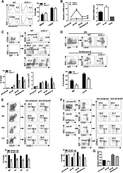Figure 2. COX-1 is required for early B-cell development. (A) Flow cytometric analysis of apoptosis (annexin V+) in B220+ B cells and CD3e+ T lymphocytes from BM in COX-1−/− and WT mice. (Left) Representative from a single experiment. (Right) Mean ± SEMs from 4 independent experiments. (B) (Left) mRNA expression of COX-1 and COX-2 in distinct stages of developing B cells from mouse BM was evaluated by qRT-PCR. The subpopulations were purified by flow cytometric sorting based on the following surface markers: pre-pro-B (AA4.1+B220+CD19−CD24−), pro-B (B220+CD43+IgM−), pre-B(B220+CD43−IgM−), and immature B (B220+IgM+). (Right) Relative expression of COX-1 and other genes in sorted pro-B cells was determined by qRT-PCR. β-actin was used to normalize gene expression, the group with lowest expression was artificially set as 1. Mean ± SEMs of 3 independent experiments are shown. (C) Flow cytometry profiles of distinct B-cell compartments in BM from COX-1−/− and WT mice. (D) BM cells were cocultured on OP9 stromal cells with IL-7 for 6 days (upper), or purified pro-B cells were cultured with IL-7, SCF, and Flt3L cytokines (lower), from COX-1−/− and WT mice; the frequencies of pre-B cells generated were then determined by flow cytometric analysis. (E-G) BM transplantation: A 1:1 mixture of BM cells from COX-1−/− or WT mice (CD45.2+) with BM from syngenic (CD45.1+) were injected into irradiated syngenic mice (5 × 106 cells per mouse, n = 6). Mice were killed 6 weeks after transplantation. The levels of (E) total B cells and (F) developing B cells among CD45.2+ cells in recipients were determined by flow cytometry analysis. (G) Relative WT/knockout (KO) ratios of B-cell subpopulations in F were normalized against pre-pro-B cells. (C-G) (Upper) Representative from 1 single experiment; numbers in quadrants indicate percentage of total living cells. (Lower) Mean ± SEMs from (C,E-G) 6 mice or (D) 3 independent experiments. *P < .05 and **P < .01, using unpaired Student t tests.