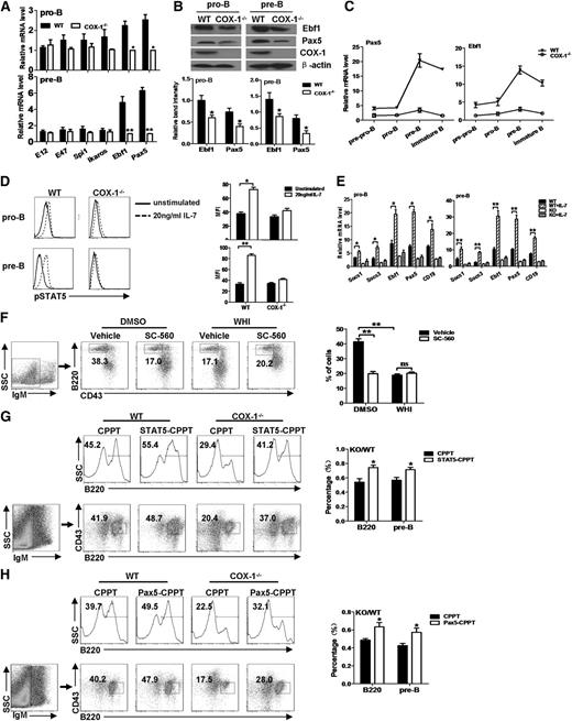 Figure 3. JAK/STAT5 signaling mediates B-cell defect in the absence of COX-1. (A) The expression of the indicated transcription factors in purified pro-B and pre-B cells from COX-1−/− and WT BM was determined by qRT-PCR. Mean ± SEMs from 4 independent experiments are shown. (B) Ebf1 and Pax5 expression was further confirmed by western blotting (WB). (Upper) From single representative experiments using mixed samples from 5 mice. (Lower) Mean ± SEMs from 3 independent experiments. (C) mRNA expression of Pax5 and Ebf1 in the distinct B-cell subpopulations was examined by qRT-PCR. We used β-actin for normalization, and the group with lowest expression was artificially set as 1. Data are presented as mean ± SEM from 3 independent experiments. (D) Purified B-cell subpopulations from mouse BM were stimulated with IL-7 for 15 min. The phosphorylation of STAT5 was analyzed by flow cytometry. (Left) Representative data from a single experiment. Solid, unstimulated; dotted, IL-7 stimulated. (Right) Mean ± SEMs from 3 independent experiments. MFI, mean fluorescence intensity. (E) Purified B-cell subpopulations were stimulated with IL-7 for 24 hours, and expression of STAT5 target genes were determined by qRT-PCR. Results represent mean ± SEM of 3 independent experiments. (F) BM cells were pretreated with the JAK3 inhibitor (WHI-P131, 15 μM) or dimethylsulfoxide (DMSO) for 12 hours, followed by administration of COX-1 inhibitor (SC-560, 20 μM). Cells were cultured under conditions to induce B-cell differentiation for 6 days. The percentages of pre-B cells (IgM−CD43−B220+) were analyzed by flow cytometry. Numbers indicate the frequencies of total living cells. (G-H) BM cells from COX-1−/− and WT mice were transduced with lentiviral plasmid (with GFP tag) expressing (G) constitutively activated STAT5 or (H) Pax5, and empty vector CPPT was used as the control. Infected cells were cultured under conditions for 6 days to induce B-cell differentiation. The percentages of total B cells and pre-B cells among GFP+ cells were evaluated by flow cytometric analysis. (F-H) (Left) Representative from a single experiment. (Right) Mean ± SEMs from 3 independent experiments. *P < .05 and **P < .01 using unpaired Student t tests and 1-way ANOVA.