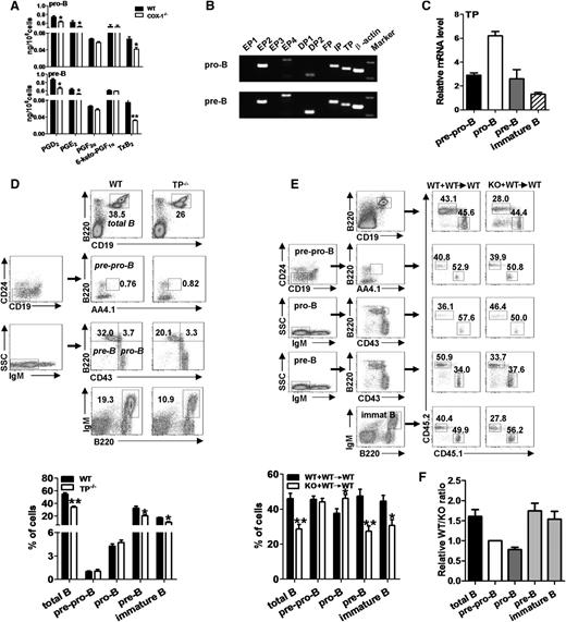 Figure 4. TxA2-TP axis participates in the early B-cell development. (A) Prostanoid profiles in purified B-cell subpopulations from BM were examined by mass spectrum assays. Results show the mean ± SEM of 6 independent experiments. (B) mRNA expression of receptors for prostanoids in purified B cells was evaluated by semiquantitative RT-PCR. Data are representative of 4 independent experiments. (C) mRNA expression of TP in distinct stages of developing B cells derived from BM of naïve mice was evaluated by RT-PCR. We used β-actin for normalization, and the group with lowest expression was artificially set as 1. Results show the mean ± SEM of 3 independent experiments from 3 mice. (D) Flow cytometric analysis of distinct B-cell populations in BM from TP−/− and WT controls (n = 6). (E) BM transplantation experiments: BM cells from TP−/− or WT mice (CD45.2+) were mixed with BM from syngenic mice (CD45.1+) at a 1:1 ratio, and cells were then injected into irradiated syngenic mice (n = 6). The percentages of distinct B-cell compartments among CD45.2+ cells in BM were analyzed 6 weeks after transplantation. (F) The relative WT/KO ratios of B-cell subpopulations in E were normalized against pre-pro-B cells. Mean ± SEM from 6 mice is shown. (D-E) (Upper) Representative results from 1 single experiment; numbers adjacent indicate percentages of total living cells. (Lower) Mean ± SEM from all mice analyzed. *P < .05 and **P < .01, using unpaired Student t tests.