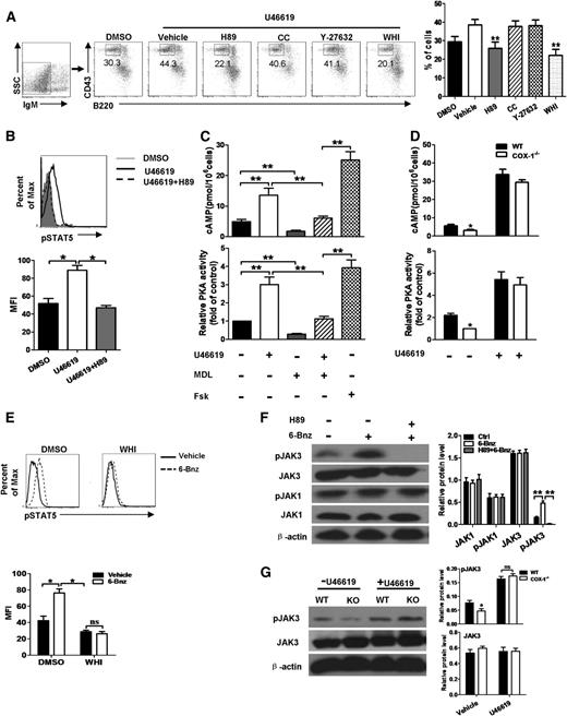 Figure 6. JAK/STAT5 signaling is regulated by TxA2-TP through cAMP-PKA axis in B cells. (A) BM cells from naive mice were pretreated with the TP agonist U46619 (10 μM) or DMSO for 15 minutes, followed by administration with the indicated pathway inhibitors. Cells were then cultured under conditions to induce B-cell differentiation. The proportions of pre-B cells (IgM−CD43−B220+) were analyzed by flow cytometry after a 6-day culture. The concentration of PKA inhibitor was 5 μM, PKC inhibitor chelerythrine chloride (CC) was 1 μM, and ROCK inhibitor Y-27632 was 5 μM. The JAK3 inhibitor WHI-P131 (15 μM) was used as the positive control. (Left) Representative data from a single experiment; numbers in the plots indicate the percentage of pre-B cells among total living cells. (Right) Mean ± SEM of 3 independent experiments. (B) BM cells from naive mice were pretreated with TP agonist U46619 or DMSO for 15 minutes, followed by administration of PKA inhibitor H89 or vehicle for another 15 minutes; B220+ cells were gated, and the levels of p-STAT5 was determined by flow cytometric analysis. (Upper) Representative data from a single experiment. (Lower) Mean ± SEM of MFI from 3 independent experiments. (C) B220+ cells from BM of naive mice were stimulated with arachidonic acid (1 μM) for 30 minutes, followed by the indicated treatments for 15 minutes. The (upper) intracellular cAMP level and (lower) PKA activity were measured by enzyme-linked immunosorbent assay. TP agonist, U46619 (10 μM); adenylyl cyclase (AC) inhibitor, MDL 12330A (20 μM). The AC activator forskolin (Fsk, 10 μM) was used as the positive control. (D) B220+ cells from COX-1−/− and WT mice BM were stimulated with arachidonic acid for 30 minutes, followed by treatment with U46619 or vehicle for 15 minutes. The cellular cAMP levels and PKA activity were measured by enzyme-linked immunosorbent assay. (C-D) The results are presented as mean ± SEM from 3 independent experiments. PKA activity was normalized against the control group. (E) BM cells were cultured with IL-7 and treated with JAK3 inhibitor WHI-P131 (15 μM) or vehicle. Cells were then administrated with or without PKA activator 6-Bnz-cAMP (200 μM) for 15 minutes. The levels of p-STAT5 in B220+ cells were examined by flow cytometric analysis. Both representative results from (upper) a single experiment and (lower) mean ± SEM of MFI from 3 independent experiments were included. (F) BM cells were stimulated with IL-7 for 15 minutes, following with treatments of PKA activator 6-Bnz-cAMP and/or PKA inhibitor H89 (5 μM) for 15 minutes. The phosphorylation levels of JAK3 and JAK1 were determined by immunoblotting. (G) BM cells from COX-1−/− and WT mice were stimulated with IL-7 for 15 minutes, followed by treatment in the presence or absence of U46619 for 15 minutes. Immunoblotting was used to determine the phosphorylation of JAK3. (F-G) Results are representative of 3 independent experiments. (Right) The relative intensity of WB bands normalized to β-actin. (A-E) *P < .05 and **P < .01, using unpaired Student t tests and 1-way ANOVA.