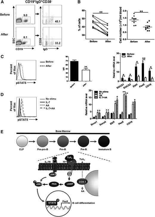 Figure 7. Low-dose aspirin causes a significant reduction in B cells in humans. (A-B) Healthy human volunteers (n = 8) were administered with 100 mg/day of aspirin for 10 days. PB was collected before and at the end of the aspirin regime. The levels of total B cells (CD19+IgD+CD38−) were evaluated by flow cytometric analysis. (A) Representative results from 1 individual, as well as (B) (left) frequencies and (right) absolute cell counts of B cells in all participants were shown. (C) (Left) Representative results of p-STAT5 level in human B cells before and after taking aspirin. (Center) MFI from 3 individuals. (Right) mRNA expression of STAT5 target genes in B cells by qRT-PCR (n = 3). (D) Human peripheral blood mononuclear cells were stimulated with arachidonic acid (1 μM), human IL-7 (10 ng/mL), or both; the level of pSTAT5 in B cells was evaluated by flow cytometry analysis. (Left) Results are representative of 3 independent experiments. (Right) Expression of STAT5 target genes in sorted B cells was determined by qRT-PCR; data are mean ± SEM from 3 independent experiments (right). *P < .05 and **P < .01, using paired Student t tests and 1-way ANOVA. (E) A model for the role of COX-1 in early B-cell development: during the transition from pro-B to pre-B stage in early B-cell development, COX-1–derived TxA2 could activate the JAK/STAT5 pathway through eliciting cAMP-PKA signaling, on binding with TP, which leads to the transcription of STAT5 target genes, including Pax5, and eventually promotes B-cell development.