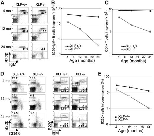 Figure 1. Progressive lymphocytopenia in XLF-deficient mice. (A) Representative flow cytometric analysis of B cells in the spleen of XLF−/− mice and XLF+/+ littermates. Absolute number of mature B220+IgM+ B cells (B) and CD4+CD8− T cells (C) in the spleen of XLF−/− mice and XLF+/+ littermates; P < 2 × 10−7. (D) Representative flow cytometric analysis of B cells in the BM in XLF−/− mice and XLF+/+ littermates. (E) Percentage of total B220+ B cells in the BM of XLF−/− mice and XLF+/+ littermates; P = 1.4 × 10−7. n ≥ 3 per age group per genotype. Data represent mean ± standard deviation in all graphs. The P values in this figure were calculated by comparing the slope of regression lines between XLF+/+ and XLF−/− mice with Student t test. IgM, immunoglobulin M.