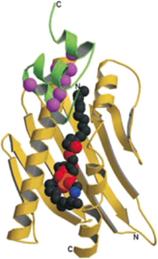 Figure 1. EPCR structure. The soluble EPCR molecule (yellow ribbon) with a portion of the protein C Gla domain (green ribbon), and a lipid molecule (the space filling balls in the center). In EPCR, 2 α-helices and an 8-strand β-sheet create a groove that is filled with the phospholipid. Binding of calcium ions (magenta spheres) to the protein C Gla domain exposes the N-terminal ω-loop to interact with EPCR (reproduced from Oganesyan et al., J Biol Chem. 2002;277:24851-24854).3