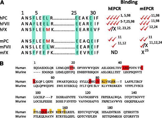 Figure 2. Amino acid homology and binding characteristics of human and murine ligands to EPCR. (A) The amino acid residues in human protein C (hPC) that are involved in binding to human EPCR and the corresponding residues in other proteins were highlighted (light green color). Ability of these proteins to bind either human or murine EPCR is shown relative to human protein C binding to human EPCR, which was assigned 4 checkmarks. The binding properties reported earlier,1,5-7,11,12,23-25,98 including Kd values, relative amounts of the ligand bound to a constant amount of EPCR, and in vivo displacement of the bound ligand by exogenously administered competing ligand, were used cumulatively in assigning the relative binding. X, no detectable or significant binding; ND, not determined. Both the zymogen and the corresponding active protease ligand interact with EPCR with similar affinities. (B) Amino acid homology of the extracellular region of human and murine EPCR. The 10 residues highlighted with orange boxes are those that, when mutated to alanine, resulted in the loss of APC binding to hEPCR.99 Residues highlighted in red were shown to be important for proper EPCR conformation. Therefore, when these residues are mutated to alanine, they result in the loss of APC binding and all mAb epitopes.99