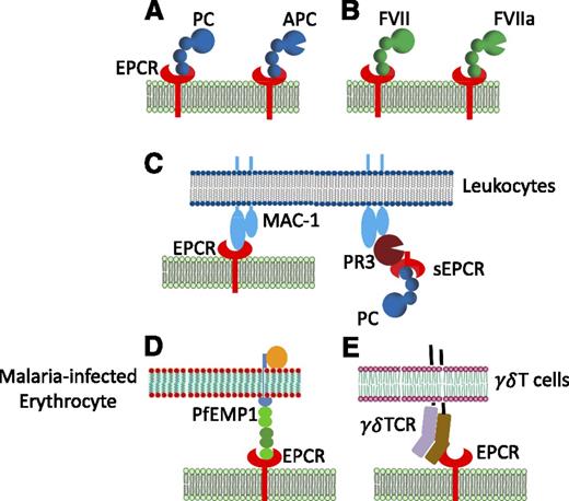 Figure 3. Various ligands of EPCR. In addition to (A) acting as a cellular receptor for protein C (PC) and APC, (B) EPCR was shown to interact with factor VII (FVII) and factor VIIa (FVIIa), (C) Mac1 on leukocytes, either directly or indirectly through its binding to proteinase 3 (PR3), (D) P falciparum erythrocyte membrane protein 1 (PfEMP1) expressed by P falciparum-infected erythrocyte, and (E) a variant of γδ T-cell receptor induced in response to stress elicited by infection or malignancy. PC/APC, FVII/FVIIa, Mac1, and PfEMP1 bind EPCR at the same or an overlapping site.