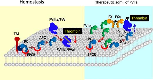 Figure 4. The role of EPCR in blood coagulation. In hemostasis, EPCR promotes the activation of protein C (PC) bound to it by thrombin (T):TM complex. The APC then down-regulates thrombin generation by interacting with phospholipids on the membrane and inactivating cofactors factor VIIIa and factor Va. However, in specific therapeutical conditions, such as administration of a high concentration of rFVIIa to treat hemophilic patients with inhibitors or trauma patients, the EPCR anticoagulant function may be diminished as the exogenously administered FVIIa effectively competes with plasma protein C for binding to EPCR and thus displaces protein C from the EPCR, resulting in down-regulation of APC generation. Down-regulation of APC generation could lead to increased thrombin generation as FVa and FVIIIa are relieved from their inactivation by APC. This mechanism may be responsible partly to the hemostatic effect conferred by therapeutic administration of rFVIIa.