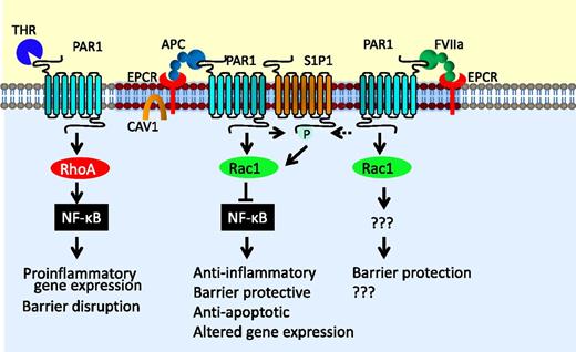 Figure 5. The cytoprotective signaling of EPCR-APC. EPCR-bound APC cleaves PAR1, and this PAR1 cleavage specifically activates Rac1 pathway, inhibits the activation of the nuclear factor-κB (NF-κB) pathway, and provides barrier protection. Cross-activation of the S1P1 by sphingosine kinase-1 stimulated by EPCR-APC activation of PAR1 may contribute to the EPCR-APC–mediated barrier protective effect and cell survival. FVIIa bound to EPCR can also cleave PAR1 and provide the barrier protective effect. However, mechanistic details involved in the FVIIa-EPCR–induced barrier protective effect are unknown. In contrast to EPCR-dependent PAR1 signaling, thrombin cleavage of PAR1 leads to RhoA activation and activation of nuclear factor-κB, leading to proinflammatory gene expression and barrier disruption. Various hypotheses were put forth on why EPCR-APC cleavage of PAR1 leads to cytoprotective signaling, whereas thrombin activation of PAR1 leads to proinflammatory response. These hypotheses have been discussed in the text.