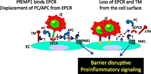 Figure 7. Role of EPCR in malaria. In malaria, Plasmodium-infected erythrocytes (IEs) express PfEMP1 on the membrane. PfEMP1 binds EPCR in the same region as protein C (PC) and APC; therefore, IEs expressing PfEMP1 compete with PC and APC for EPCR. Such competition reduces PC and APC binding to EPCR and leads to down-regulation of PC activation by the thrombin (T):TM complex and loss of EPCR-APC–induced cytoprotective signaling. This results in increased barrier disruption and proinflammatory responses. Furthermore, binding of IEs to the endothelium, either through PfEMP1-EPCR interaction or other adhesive mechanisms, activates endothelial cells, and the activated endothelial cells release proinflammatory cytokines (C), which induce shedding of EPCR and TM from the cell surface. Loss of EPCR and TM from the cell surface impairs the ability of the endothelium to generate the APC and APC-induced cytoprotective effect. Down-regulation of APC also leads to increased thrombin generation and thrombin-induced proinflammatory reactions.