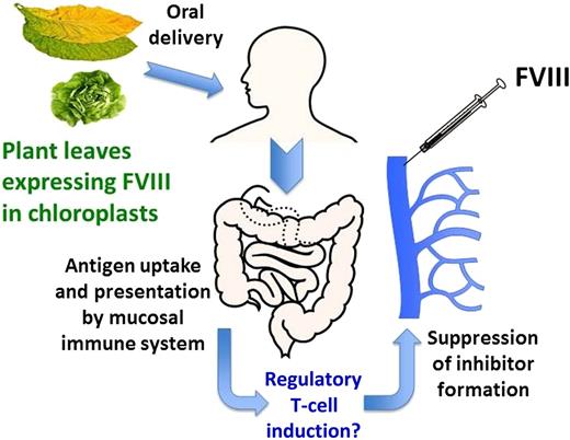 Proposed clinical application: FVIII domains expressed in transgenic plants can be ingested and processed by the mucosal immune system to induce tolerance to FVIII.