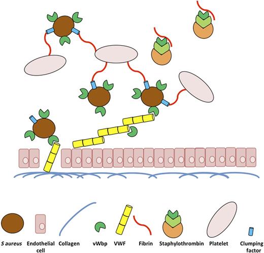 A diagrammatic representation of the role of vWbp of S aureus in the initiation of vascular infections under physiological flow conditions. The underlying extracellular matrix of vascular tissue is exposed following damage to vascular endothelial cells. VWF released from these cells can then bind to collagen in the extracellular matrix and acts as a bridge to promote S aureus attachment to the damaged tissue via vWbp under shear stress. vWbp further enhances infected vascular lesions by promoting the attachment of platelets to the site of infection through its procoagulant role in staphylothrombin, converting soluble fibrinogen to fibrin and promoting the attachment of S aureus to platelets via clumping factor adhering to fibrin.