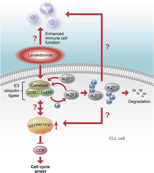 The proposed mode of action of lenalidomide. Binding of lenalidomide to cereblon induces p21WAF1/Cip1 upregulation and cell cycle arrest in CLL cells. Thus far, it is not clear whether ubiquitination and degradation of the transcription factors IKZF1 and 3, as described for multiple myeloma, are involved in the effects of lenalidomide on CLL cells and their microenvironment. Professional illustration by Xavier Studio.